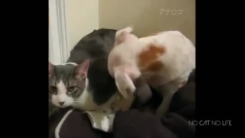 Cat Sister suddenly beat Dog Brother while he try to get closer