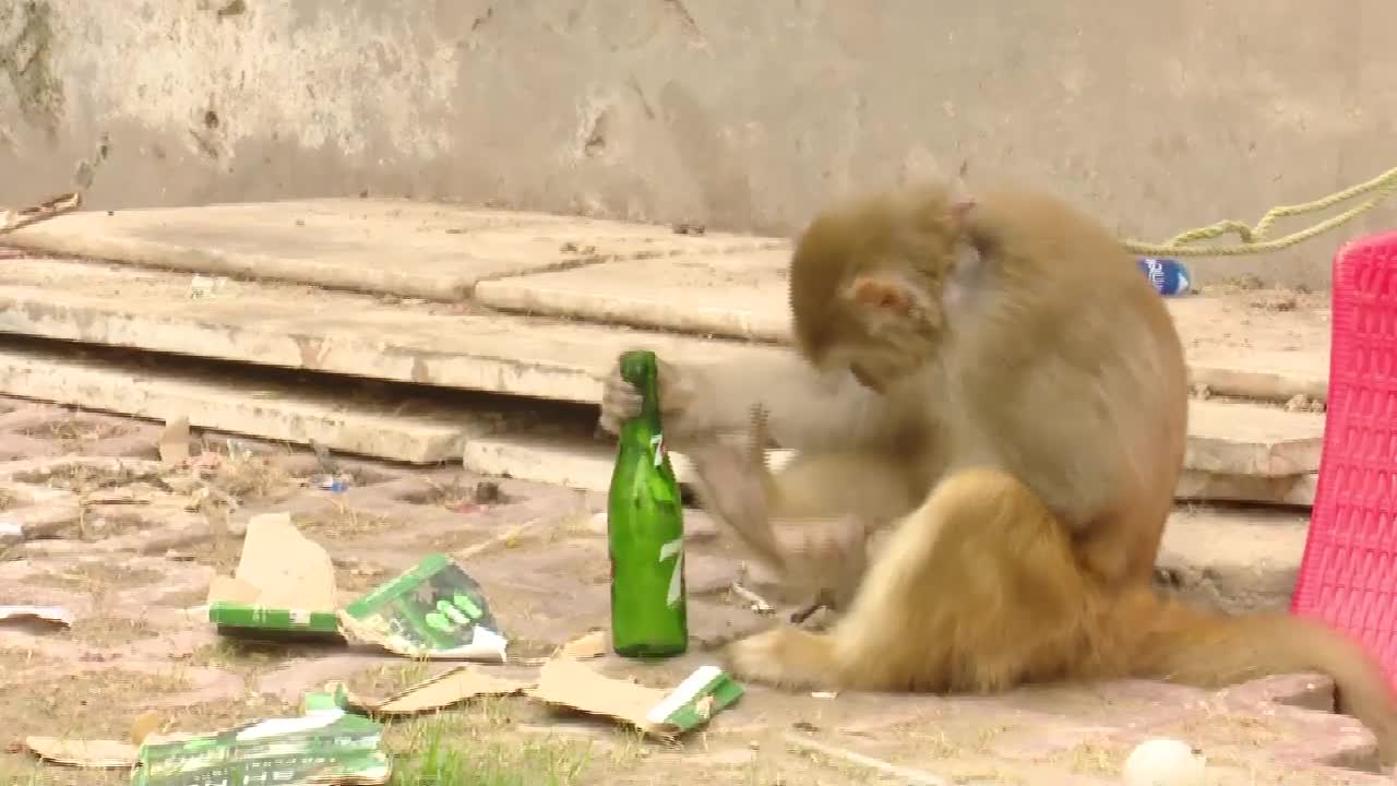 Monkey Drinking 7up