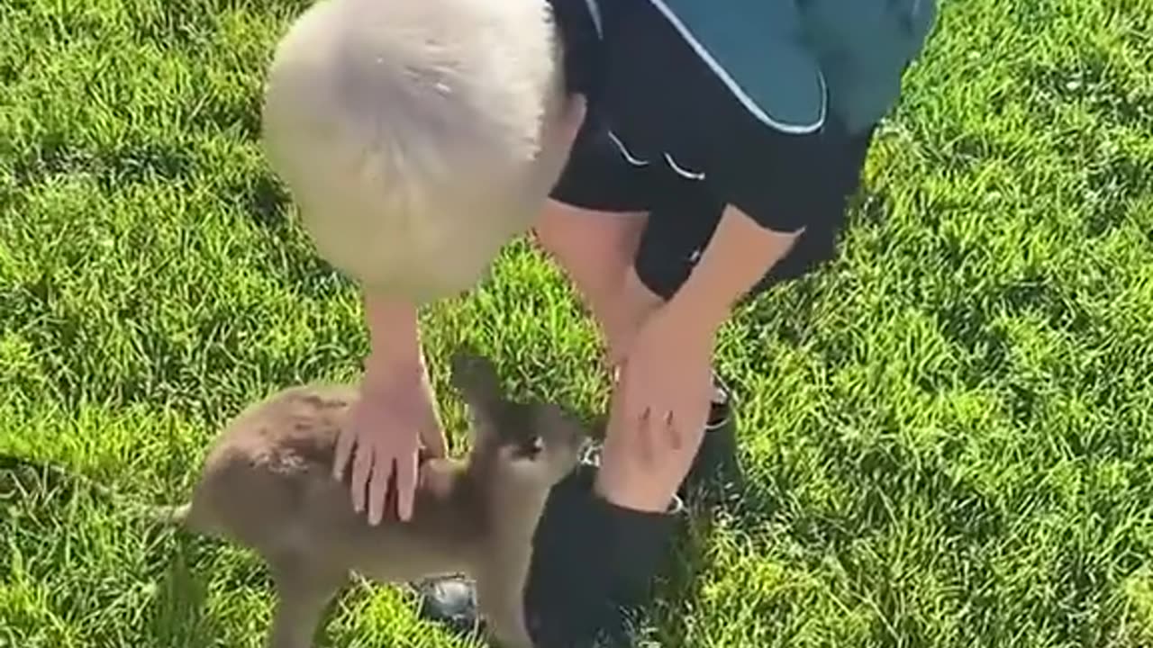 Rescued baby kangaroo swept away by floodwaters