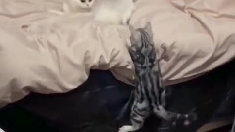 Cat _tidings _video_,nice_cats