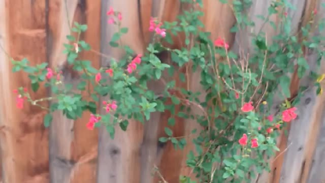 Beautiful follower and garden