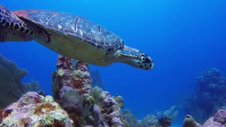 Diver takes selfie with endangered sea turtle