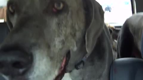 Great Dane Hero gets Upclose and personal