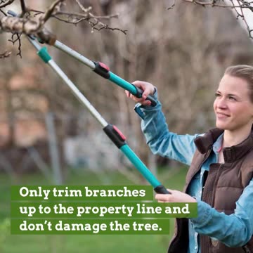 How to Handle Tree-Related Disputes With Your Neighbor - LarryBroker.com - Larry@LarryGallegos.com