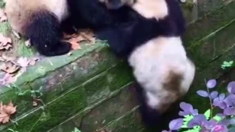 Silly Pandas