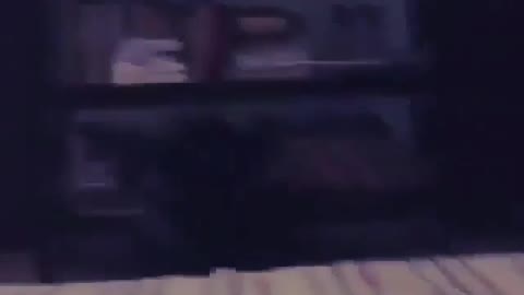 Funny Dog Videos 2021 It's time to LAUGH with Dog's life204