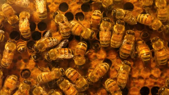 slow motion shot of cool honey bees working on their hive