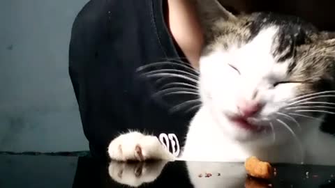 Cat eats his favorite snack