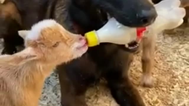 Mummy dog,drink milk funny mems