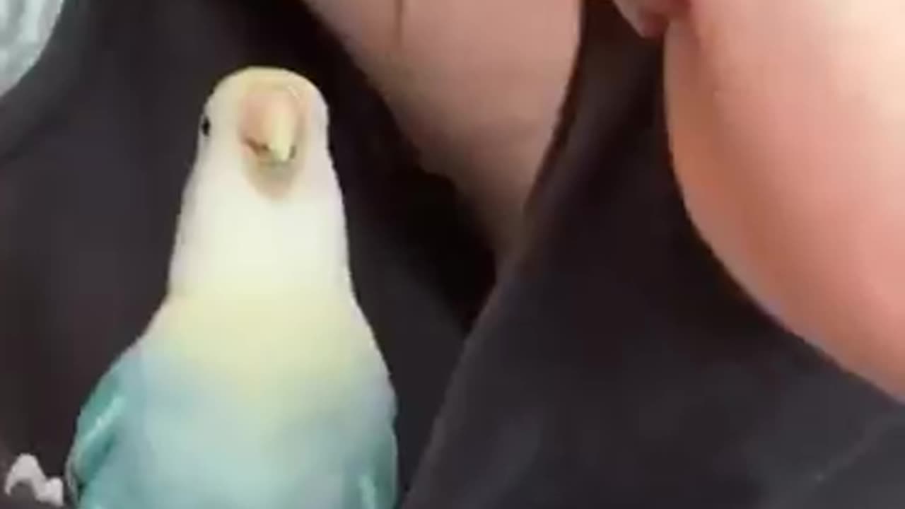 Funny bird