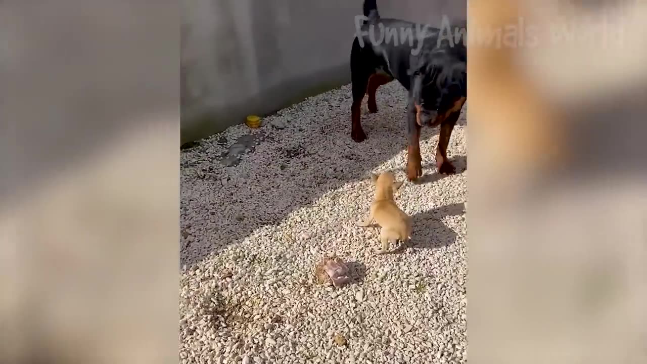 Funny Animal Videos 2023 😅 - Funniest Dogs and Cats Videos 😁