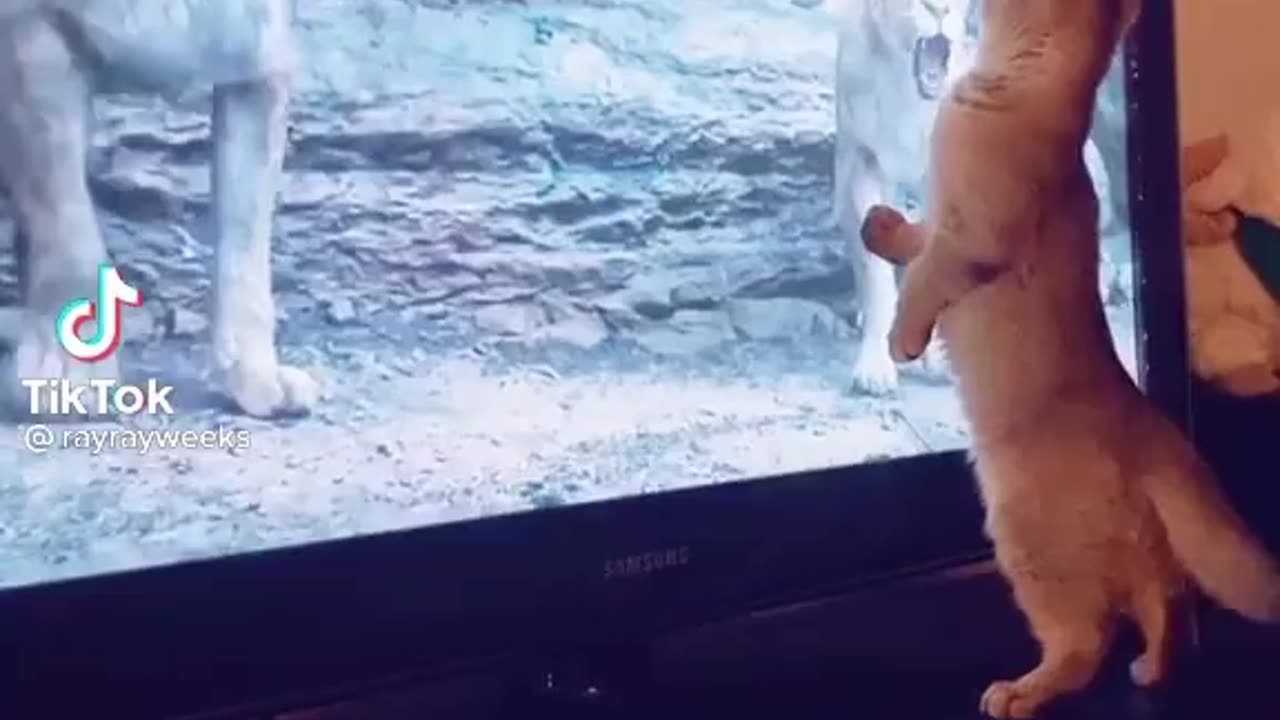 Cute Cat Funny Moment (Dont Miss End)