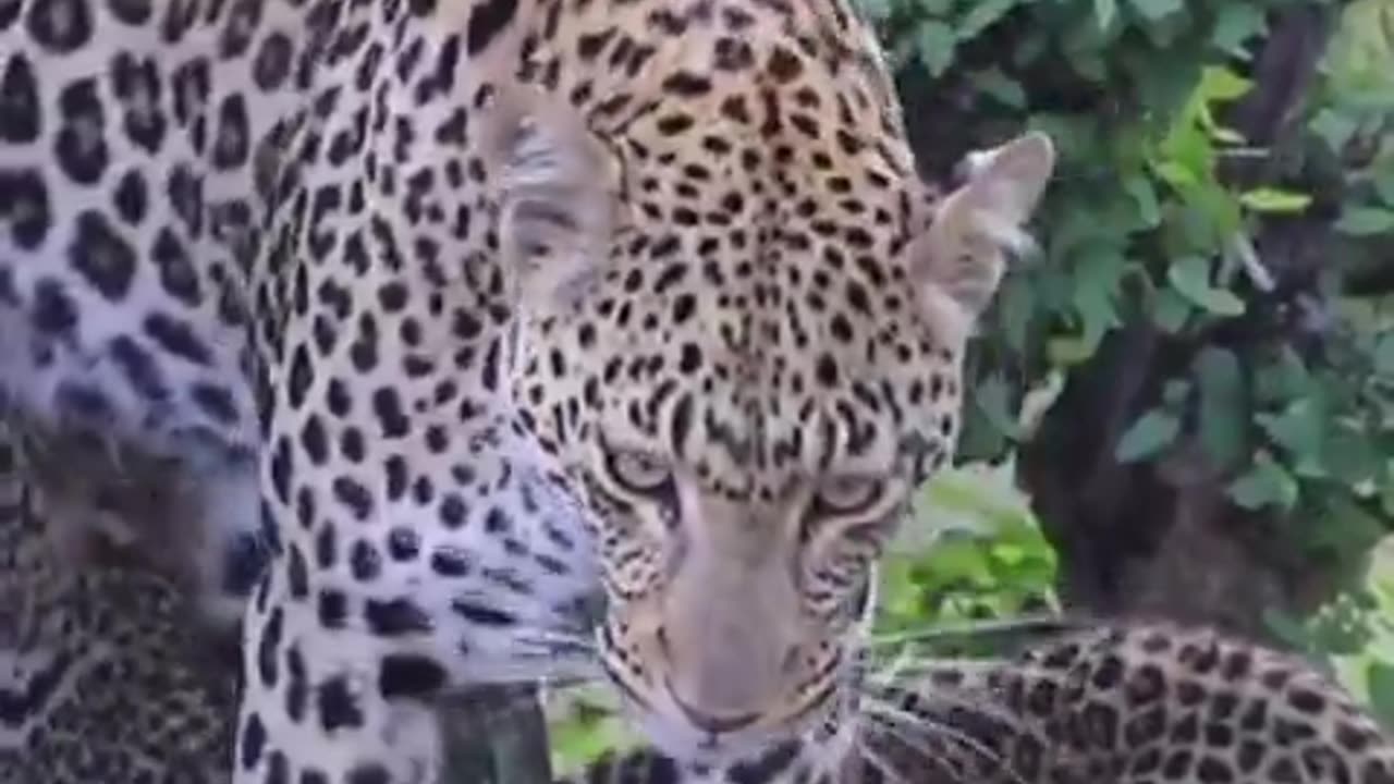 So beautiful wild mom