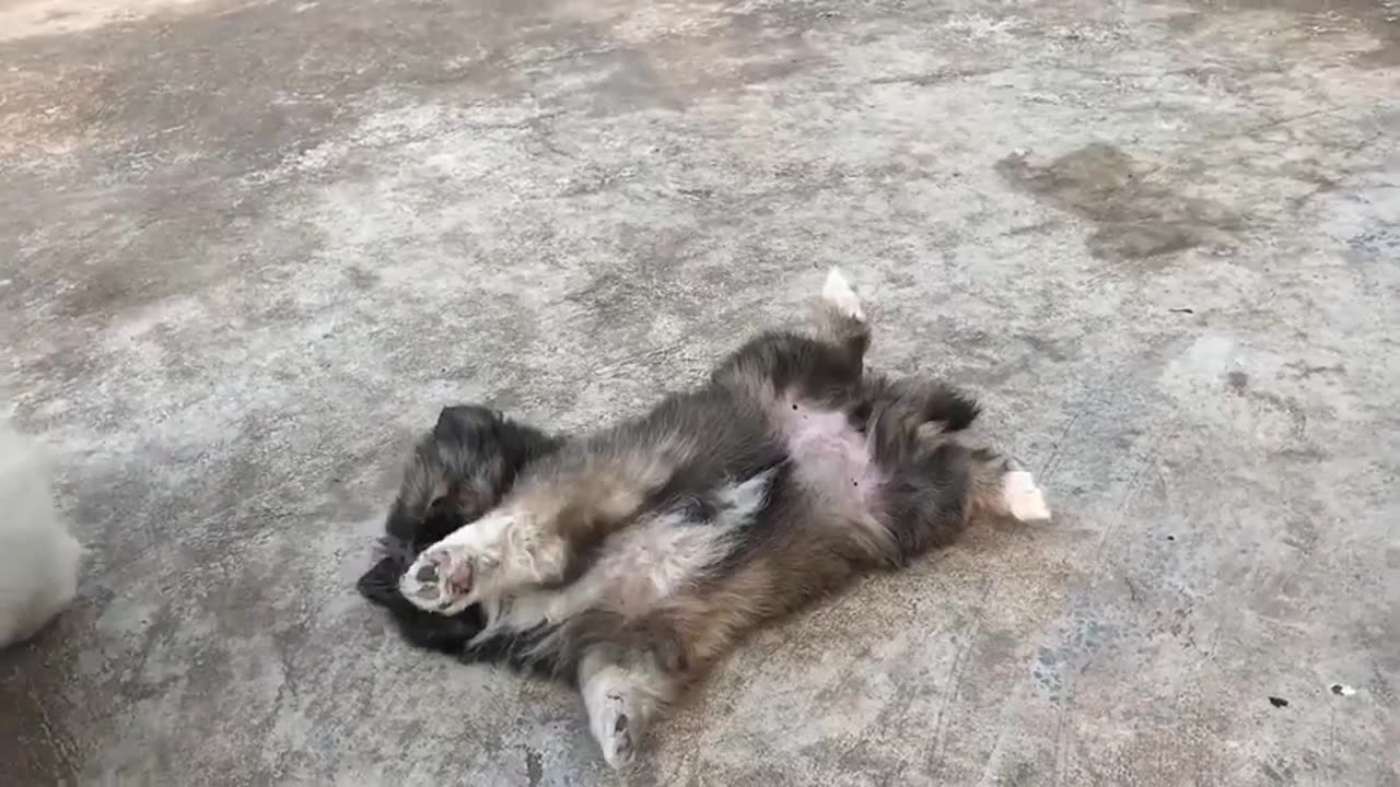 Cute cat video cute dog video