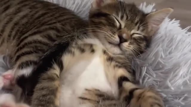 "Sunday Morning Snuggles 🥰"
