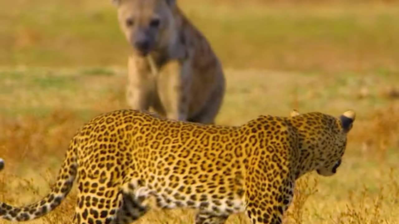 Amazing animals stories|animals attack|cute animals