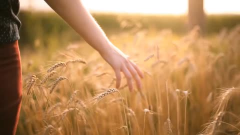 Hand on Wheat 🌾 Feel 2...