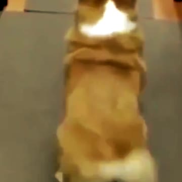 dog dancing.