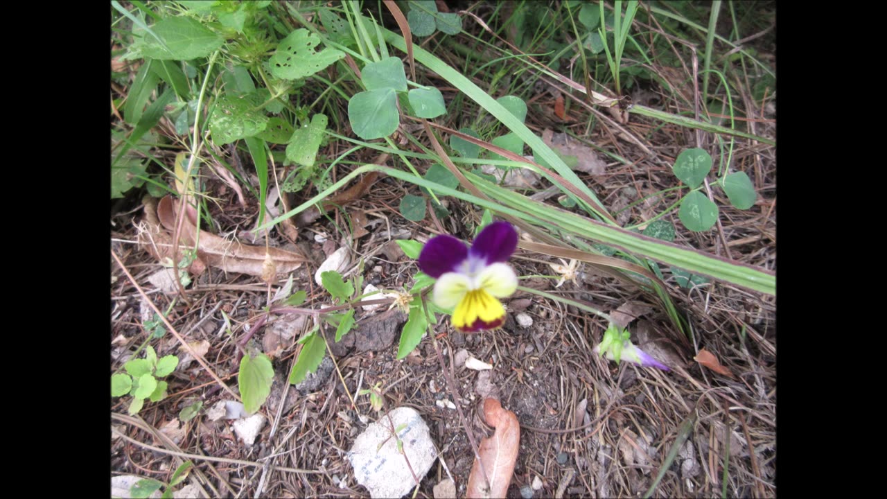 Purple White and Yellow Pansy Sept 2022