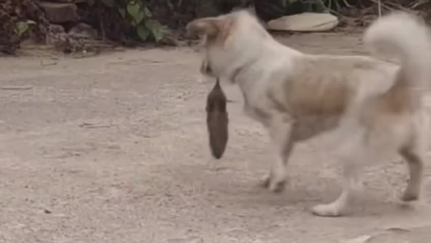 Dog mouse funny video