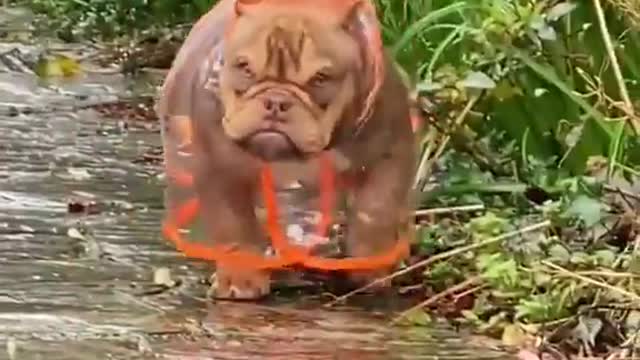 I am an angry and scary gray wolf I know a lot about piglets🤣🤣🤣