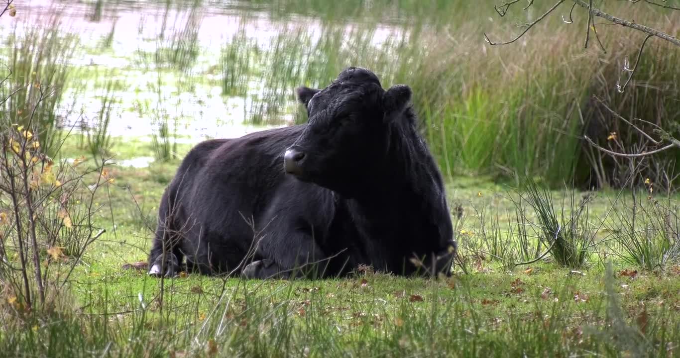 the cow the cow