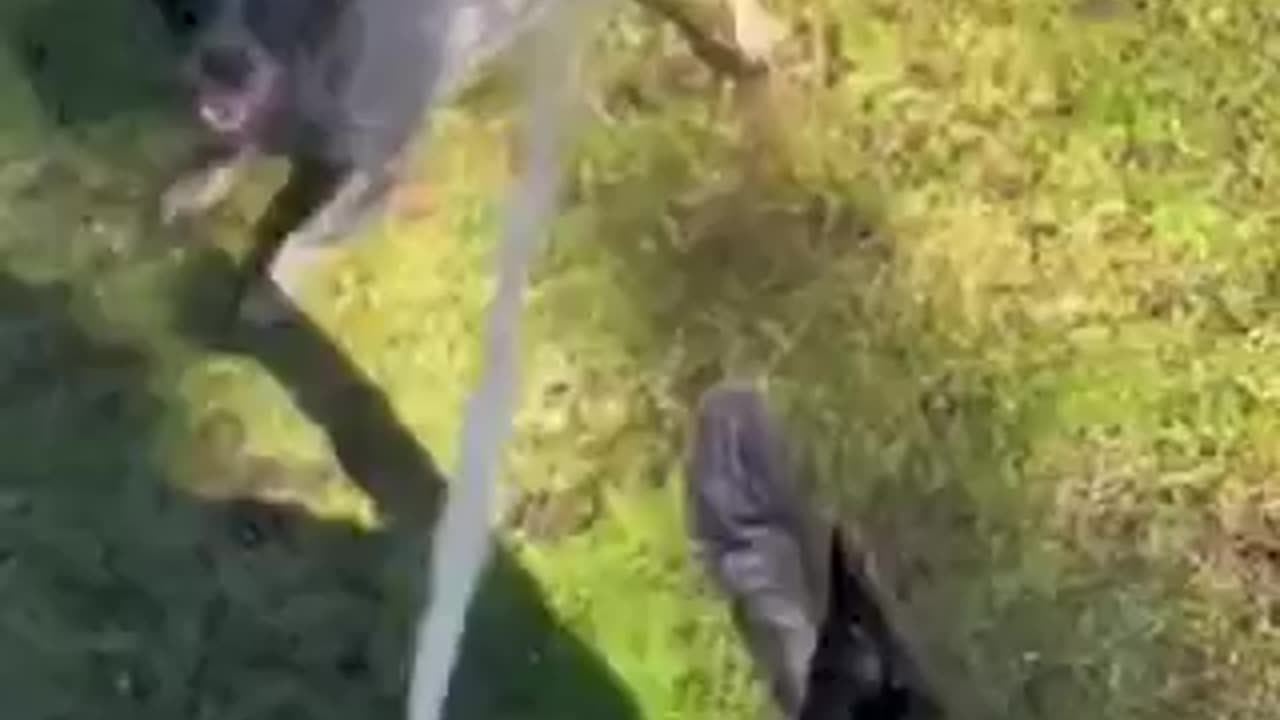 Funny animal videos|