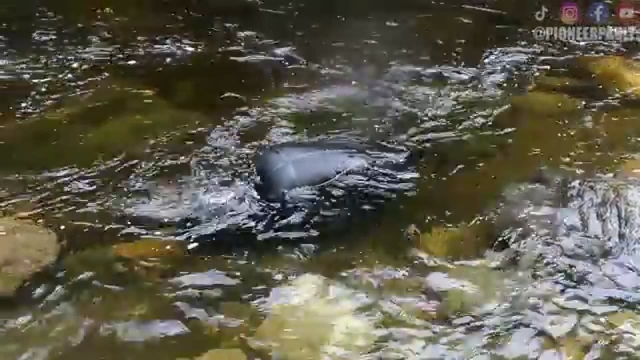 Why is there so much gold in this river? #viral #short
