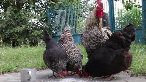 What do CHICKENS Eat? - All About Feeding HENS