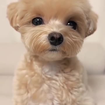 Funny Animal | Let's fall in love with these cute little puppies ❤️