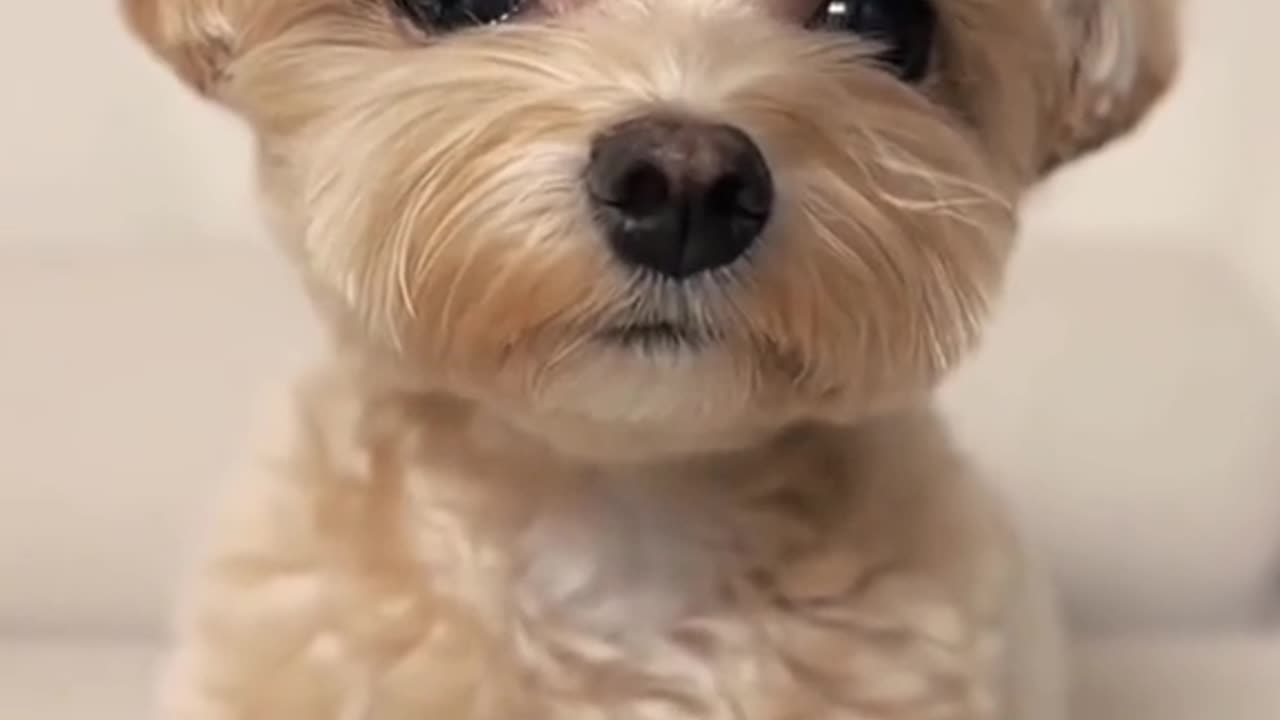 Funny Animal | Let's fall in love with these cute little puppies ❤️