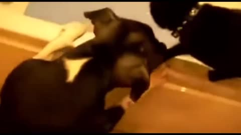 Clever dog was throwing the cat