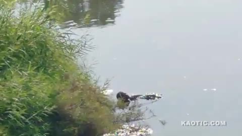 man fall in lake and crocodile attack him