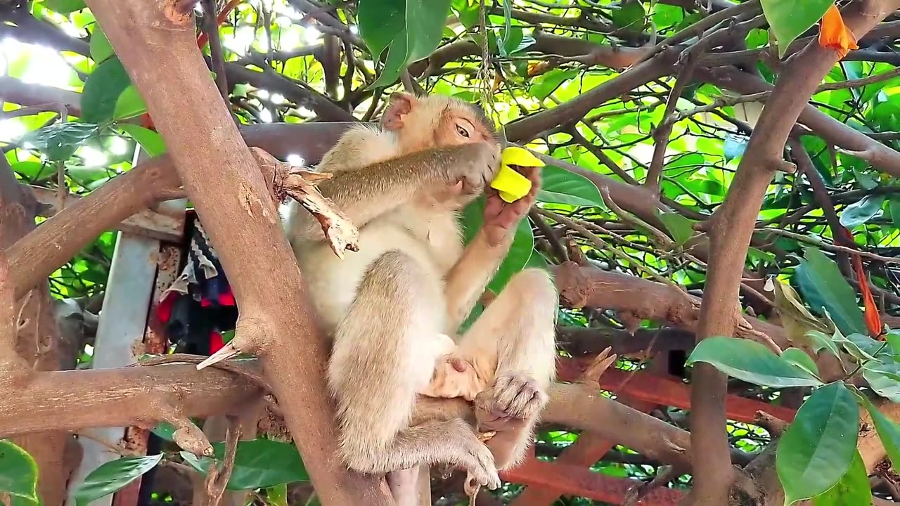 AWW New Funny Videos 20223😂 Cutest animals Doing Funny Things monkey