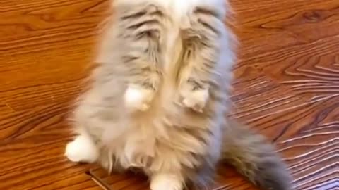 Cute cat video 🥰🥰