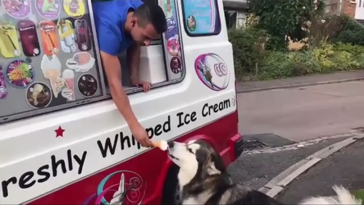 Alaskan Dog waits for the ice cream truck