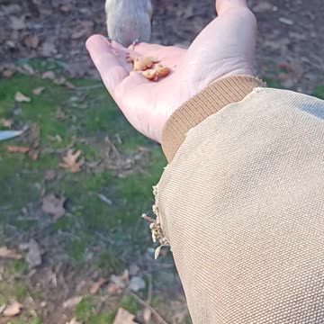 Bird hand