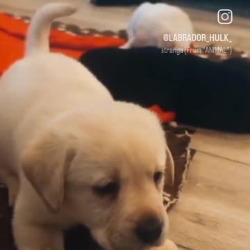 Cute puppy 😻 animal 😍 lover 😻