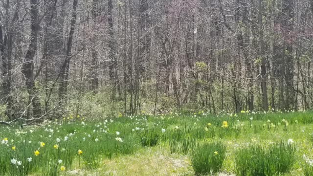Spring break for Adults Daffodil Gardens 2022