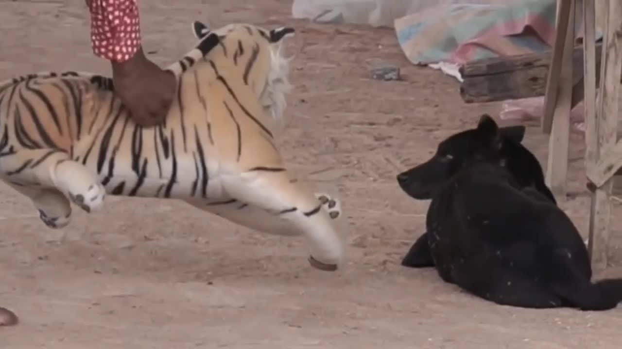 Big FakeTiger vs Prank Dogs