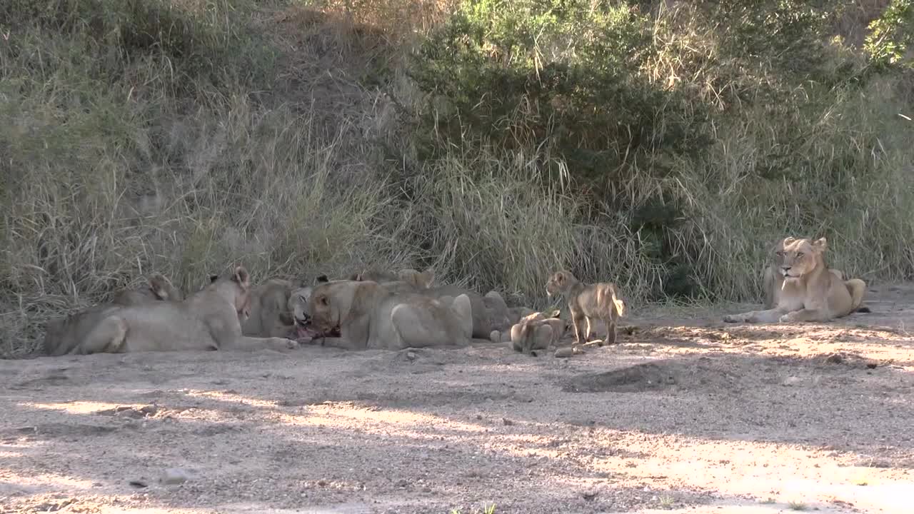 2 month lion cubs with adults and a kill.