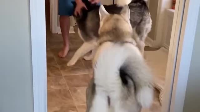 Huskies FREAK OUT After Owner VANISHES!