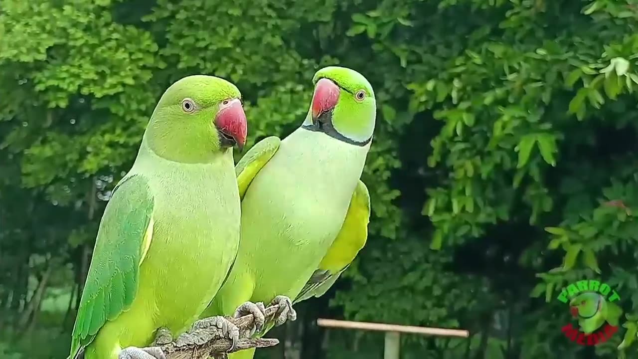 Ringneck parrot video compilation