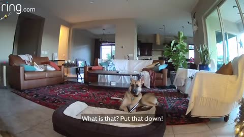 When Mercy the Dog Is Busted Chewing on a Picture, Her Cat Accomplices Cover Up for Her | RingTV