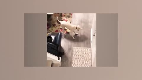 funny Dog and Cat