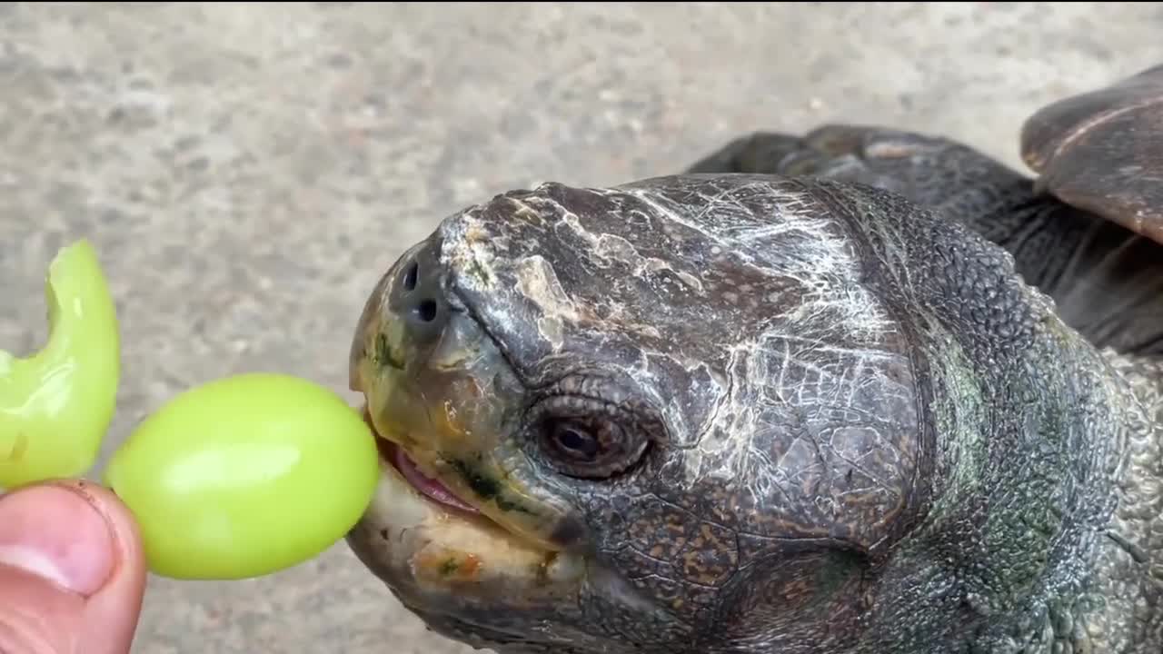 Turtles eat green grapes !! Yummy