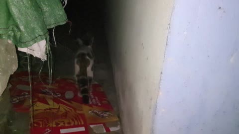 4 Homeless Cute Kittens Finding Food From Human In The Midnight Viral Cat