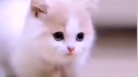 cute cat