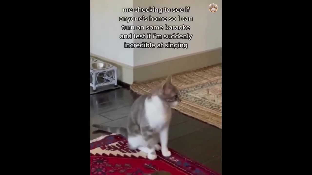 🎊 Cat and Dog Comedy Extravaganza: Your Daily Source of Joy! 🐕😺