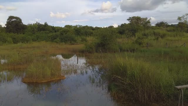 birds singing here in the northeast of Brazil